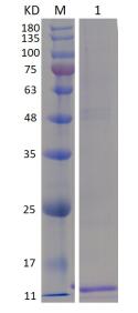 Fig 1. 12% reducing SDS-PAGE analysis of purified Cynomolgus CXCL3<br />Lane M: protein marker<br />Lane 1: purified CXCL3
